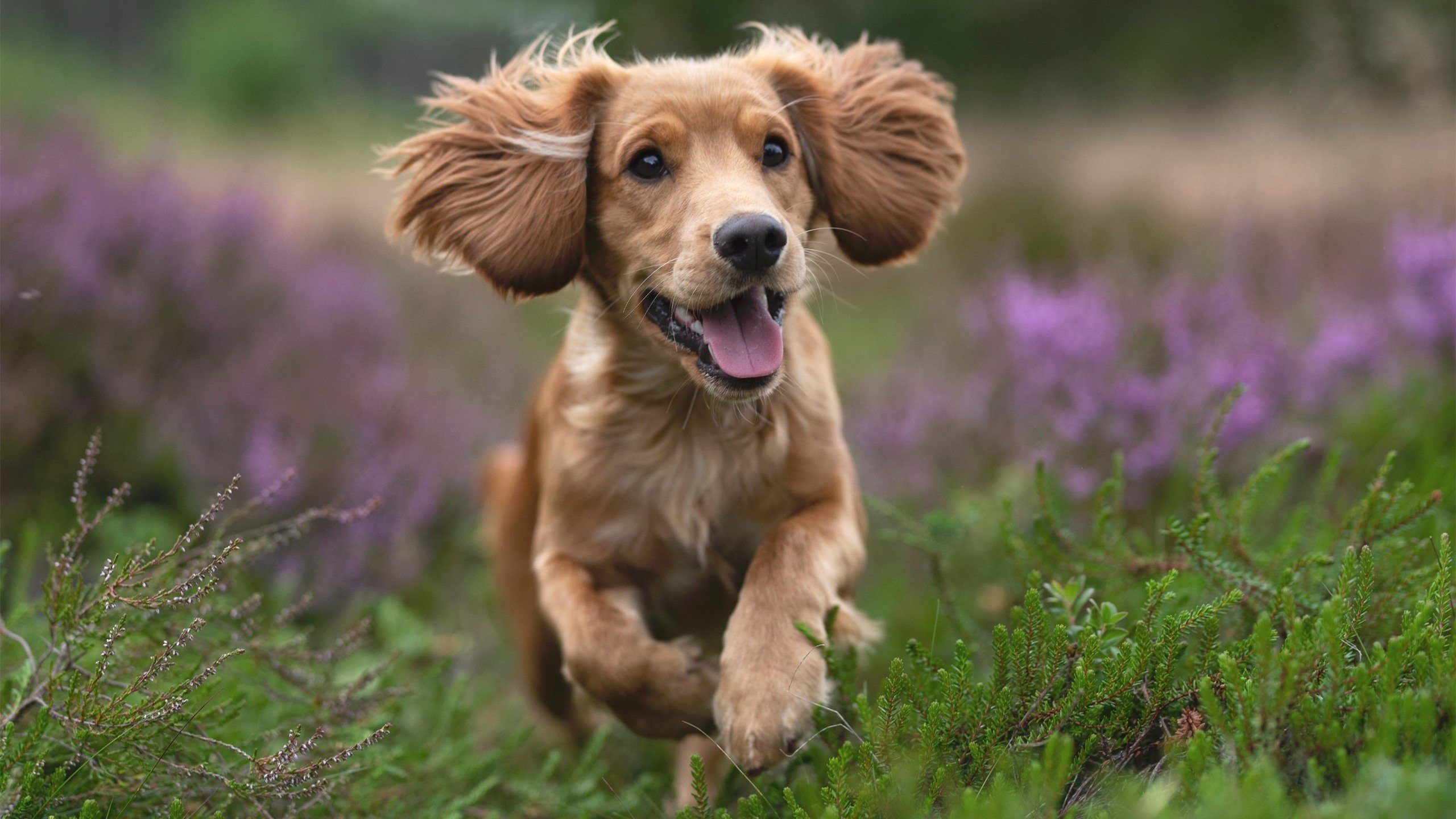 当戈壁雄鹰掠过天使之城，新疆胜快船，一场颠覆东西方篮球认知的对话