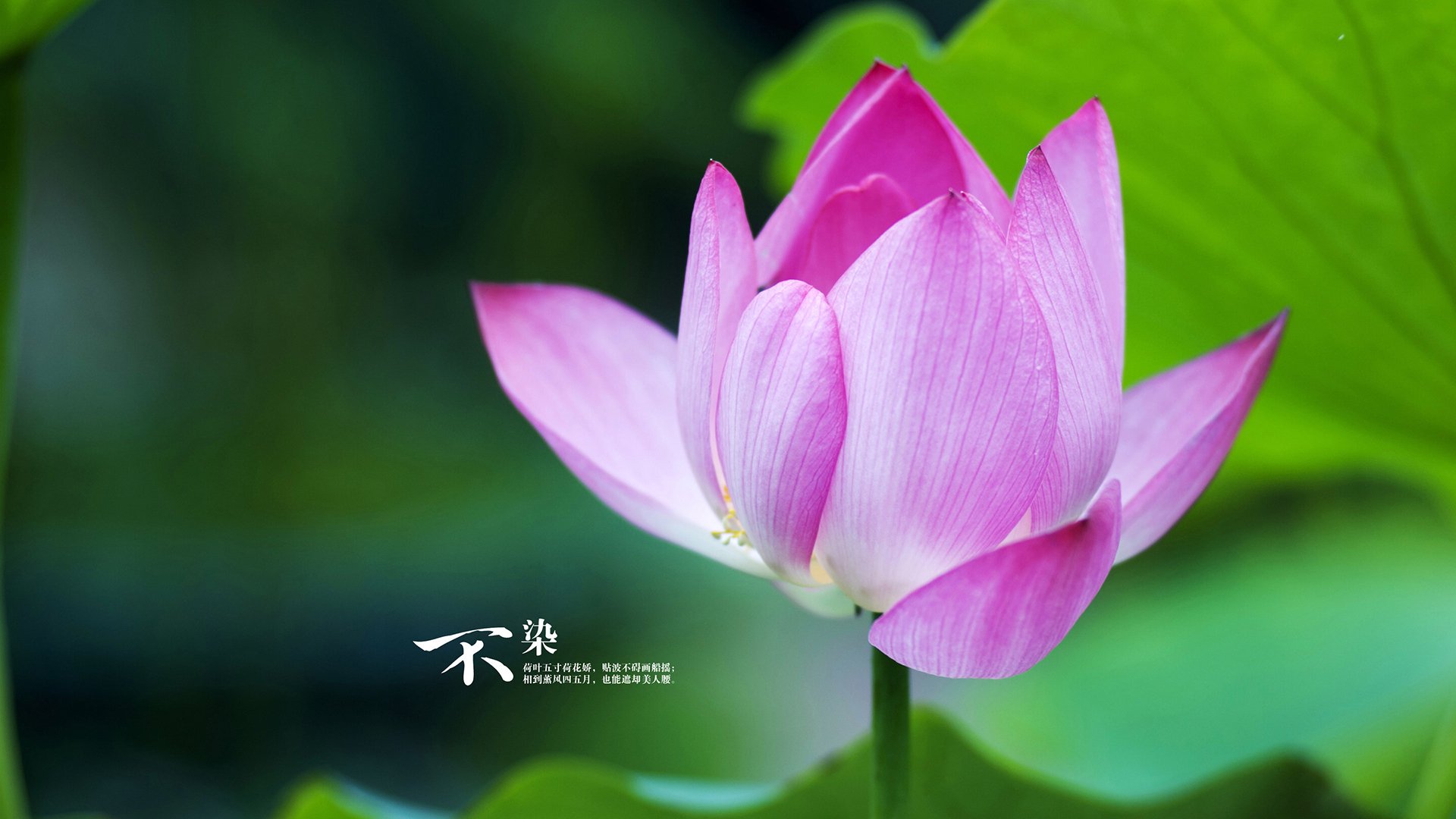 2026世界杯惊天跨界，圣安东尼奥马刺篮球式打法狂胜山西汾酒，绿茵场掀起战术革命！