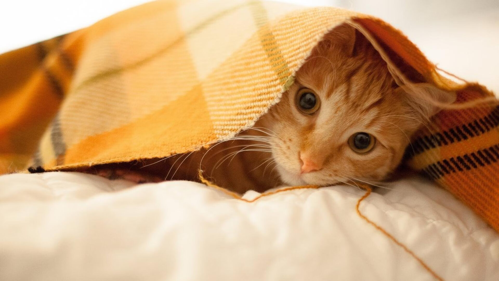 开云体育平台APP-红魔怒吼！比利时黑马单节轰塌银河战舰，欧冠决赛诞生史诗级逆转